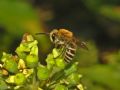 Colletes hederae